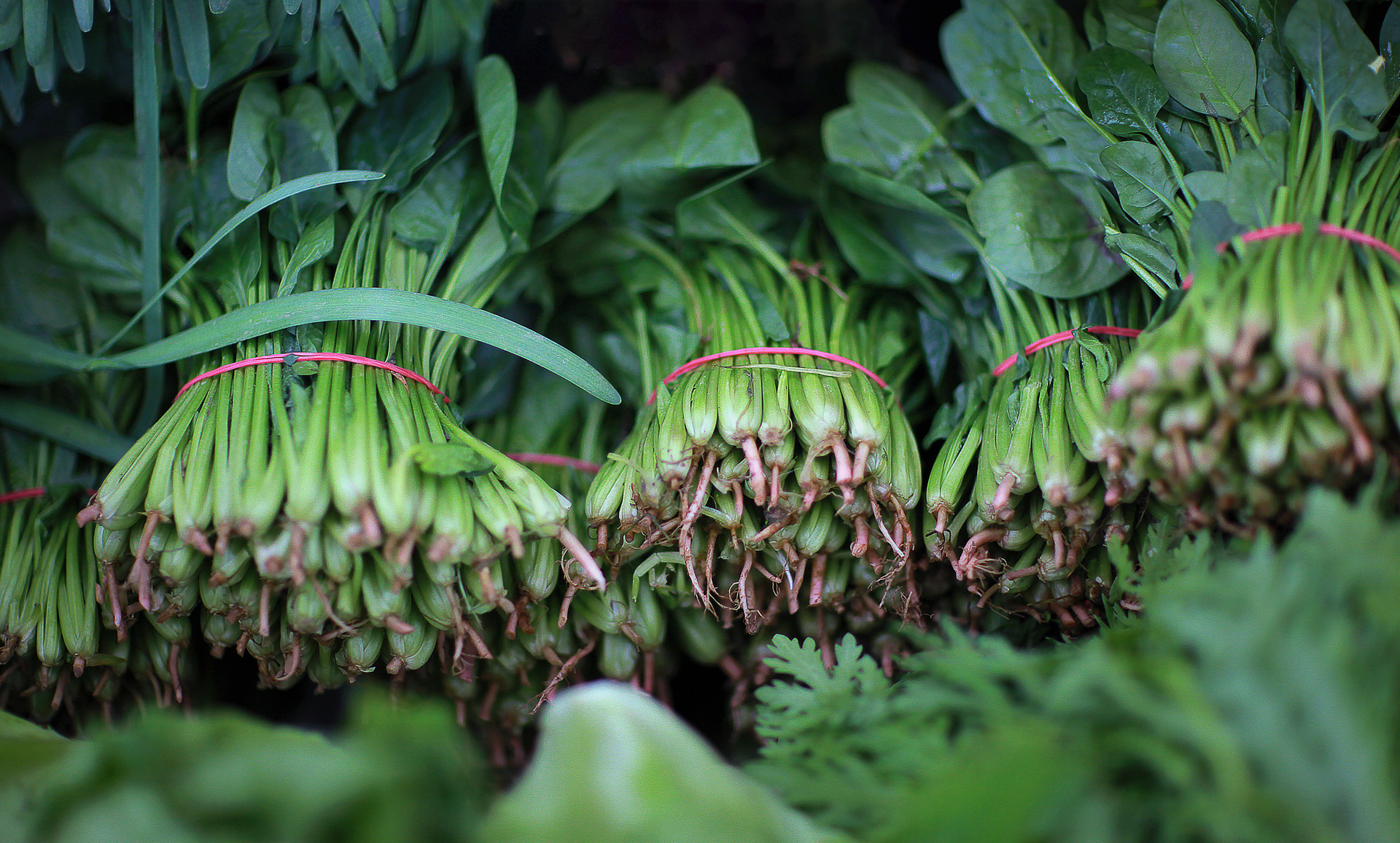 摄图网_501595383_banner_农贸市场新鲜菠菜（企业商用）.jpg